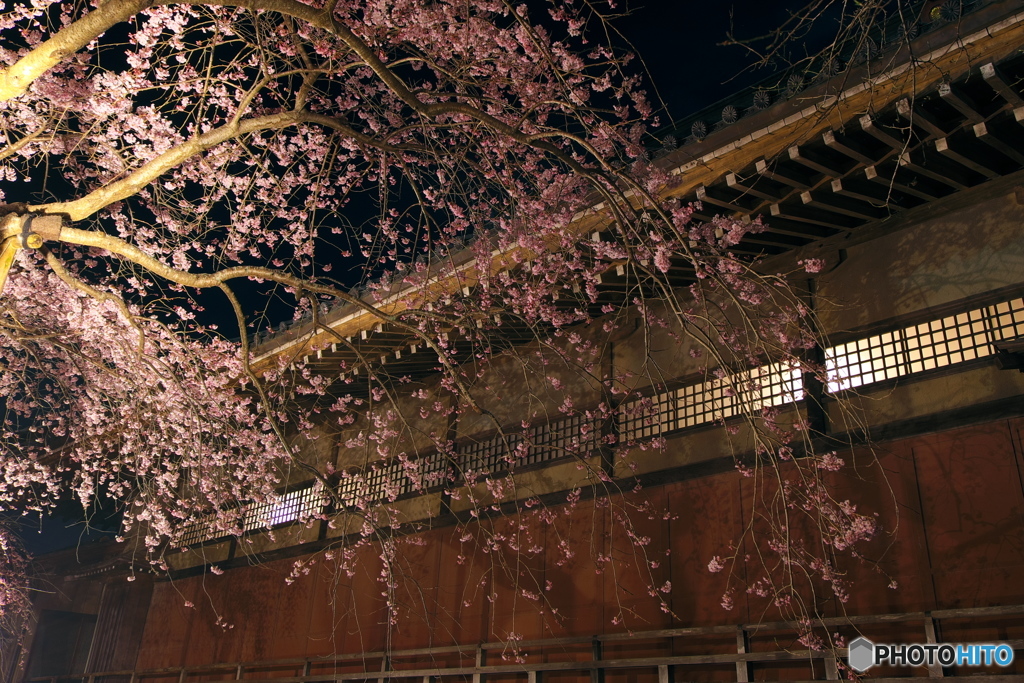 般若院 夜桜ライトアップ