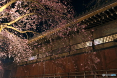 般若院 夜桜ライトアップ