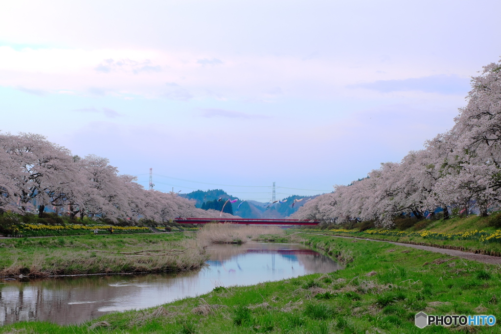 夏井千本桜