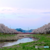 夏井千本桜