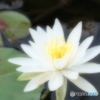 可憐な花