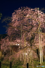 夜桜 般若院