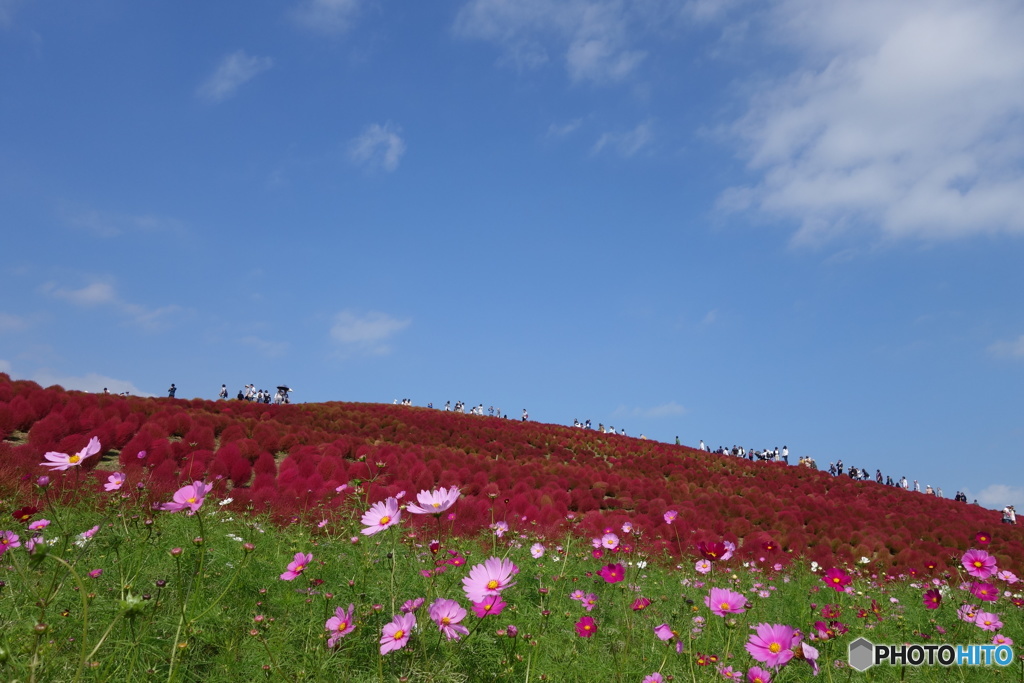 コキアと青空と秋桜と