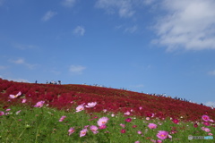 コキアと青空と秋桜と