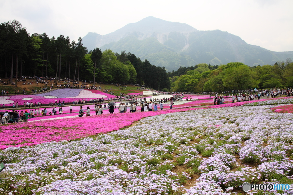 羊山公園 芝桜2