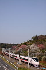 梅と青空と常磐線