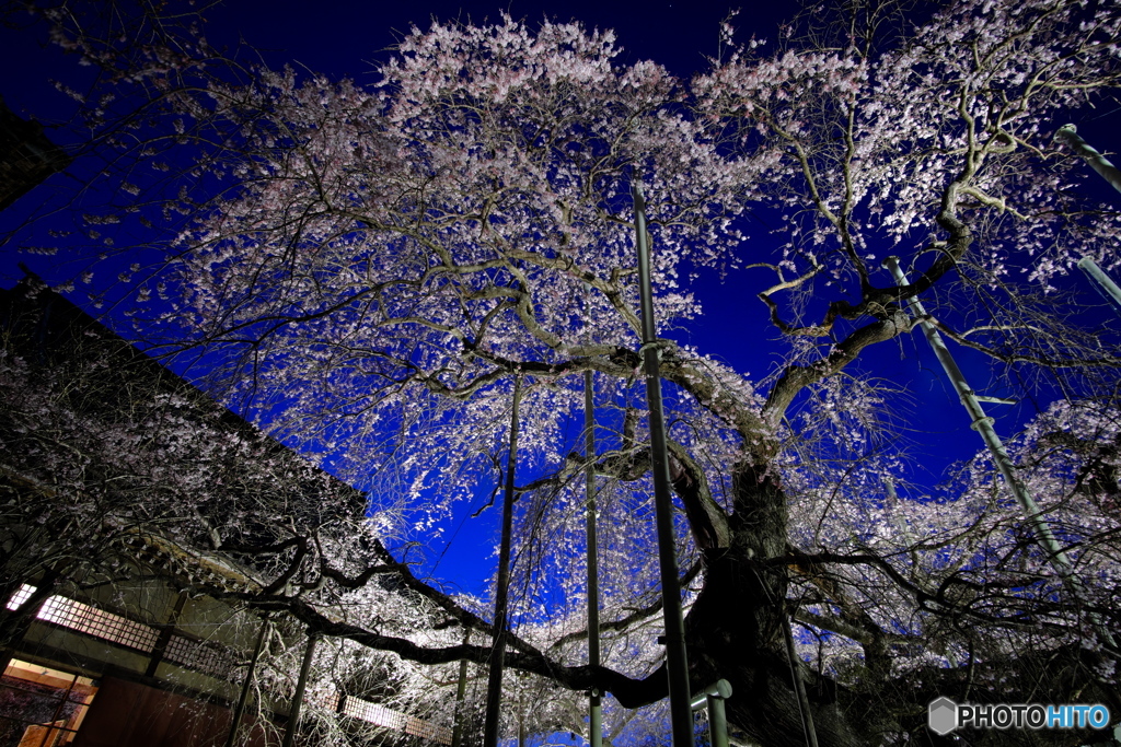 夜桜