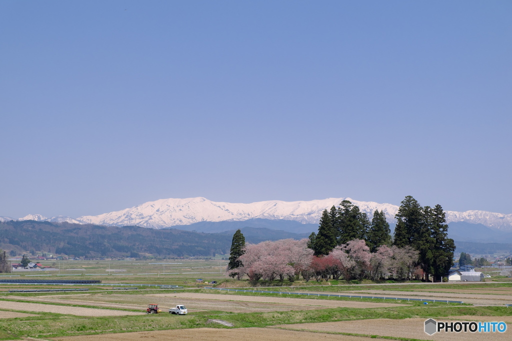 雪山里春