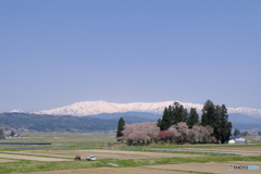 雪山里春