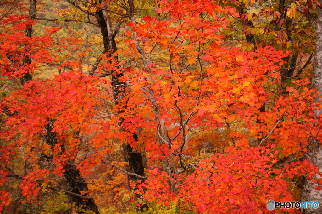 会津の紅葉１