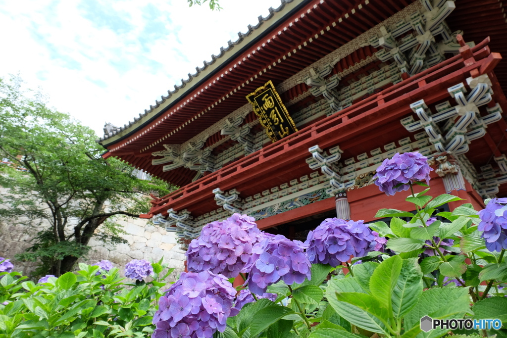 雨引観音山門と紫陽花