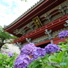 雨引観音山門と紫陽花