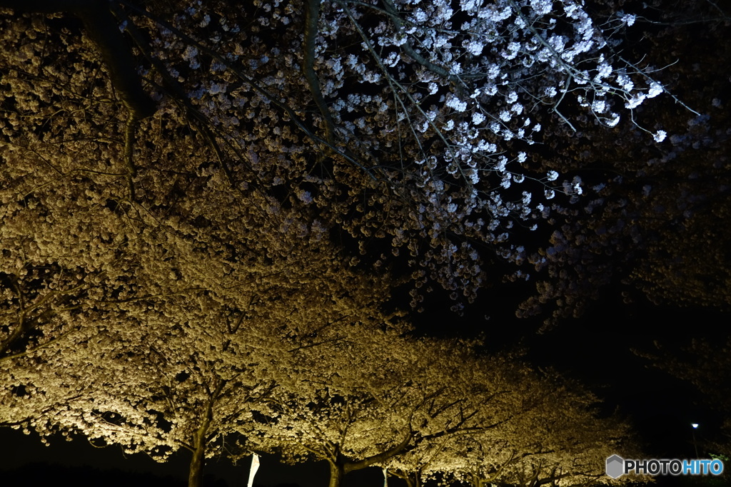 夜桜