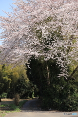 桜の小径