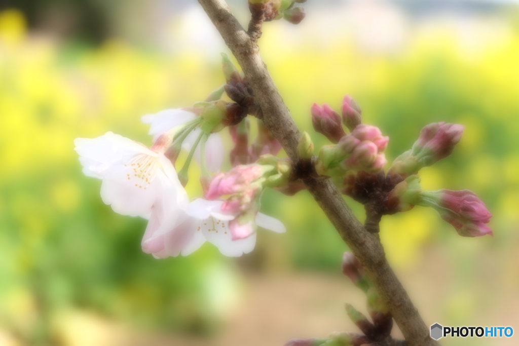 菜の花と桜