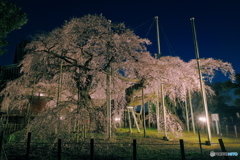 般若院 枝垂桜