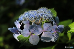 三枚装飾花