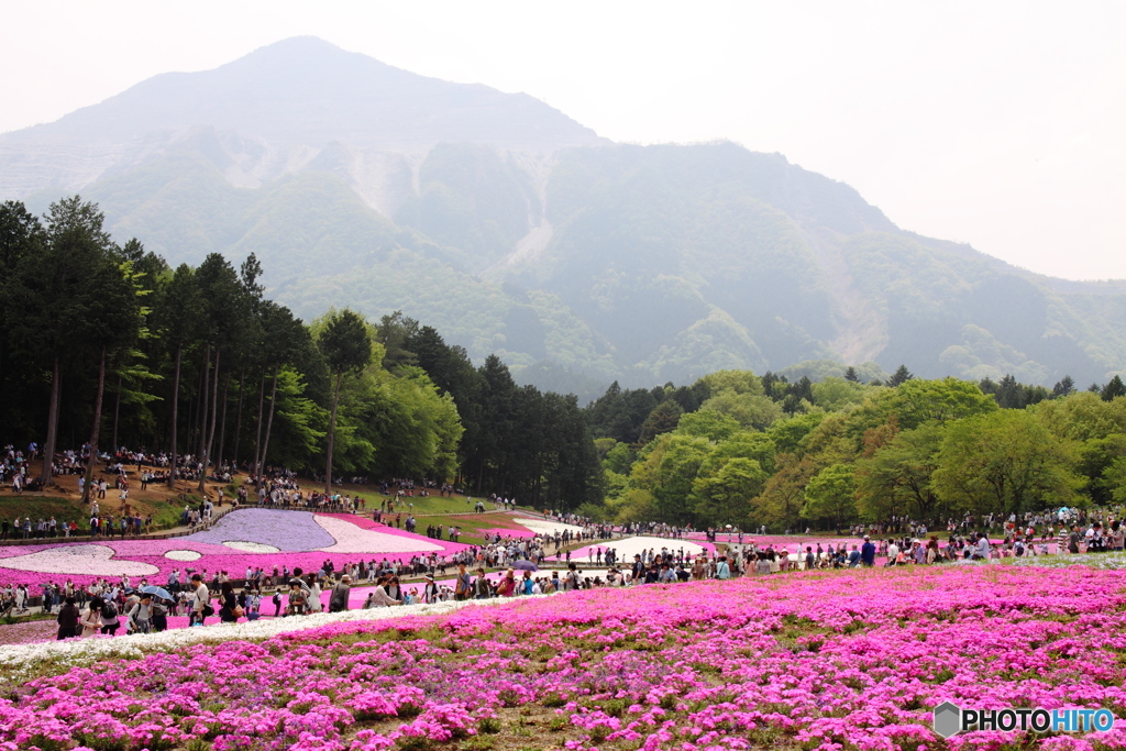 羊山公園 芝桜4