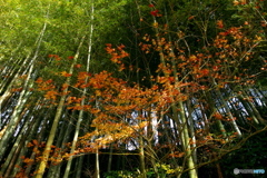 竹林と紅葉