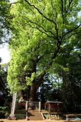 神崎神社 なんじゃもんじゃの木
