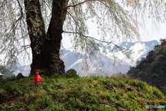 地蔵桜と残雪の武尊