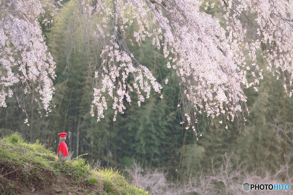 上発知の地蔵桜