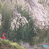 上発知の地蔵桜