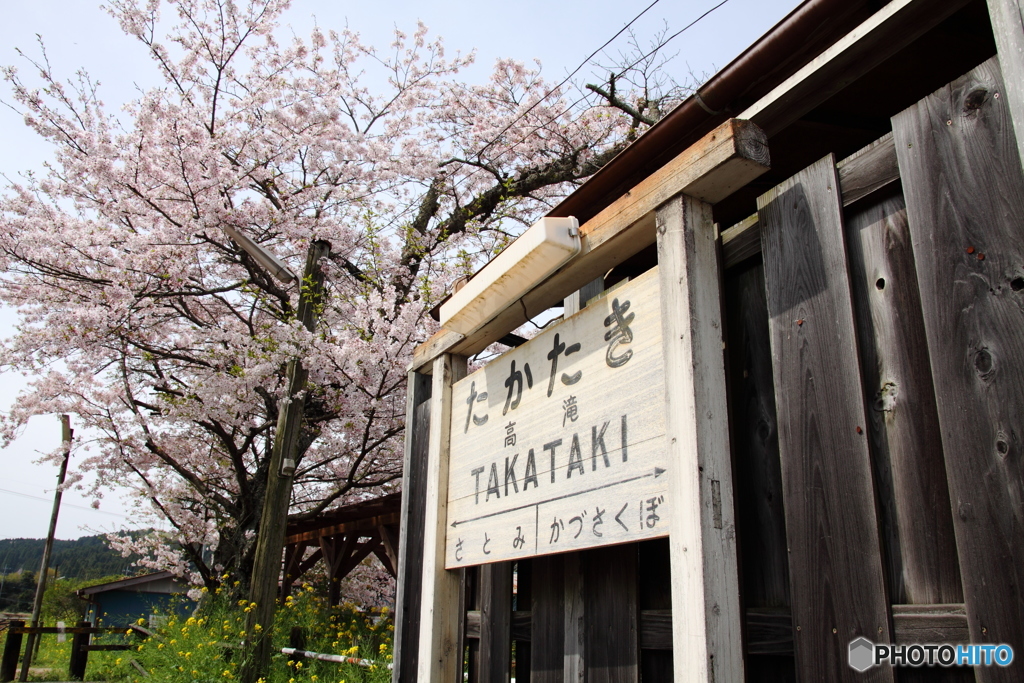 小湊鐵道 高滝駅の桜