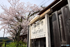小湊鐵道 高滝駅の桜
