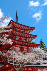 桜と忠霊塔