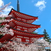 桜と忠霊塔