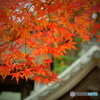 若宮八幡宮の紅葉