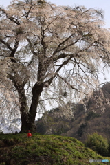 上発知のしだれ桜