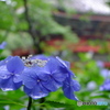梅雨の花