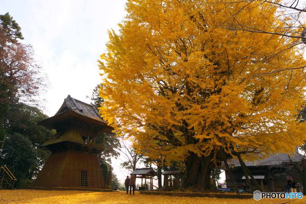 西連寺 鐘楼と大銀杏