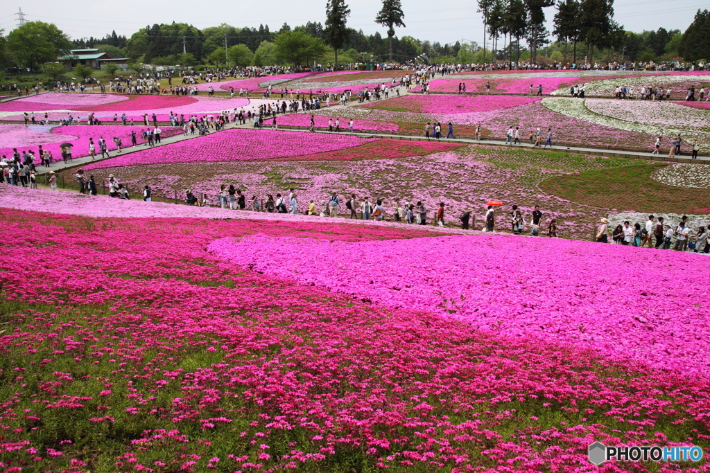 羊山公園 芝桜1