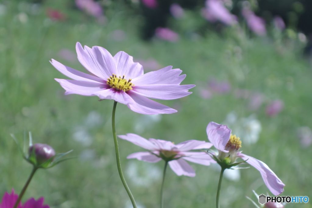 秋桜