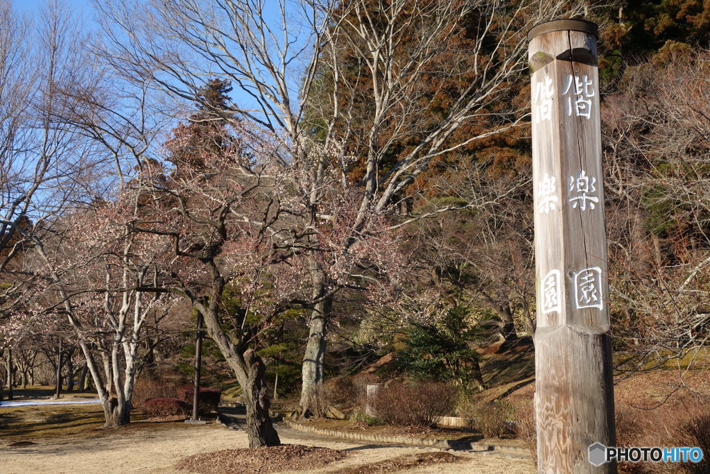偕楽園 早咲きの梅