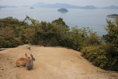 うさぎ島