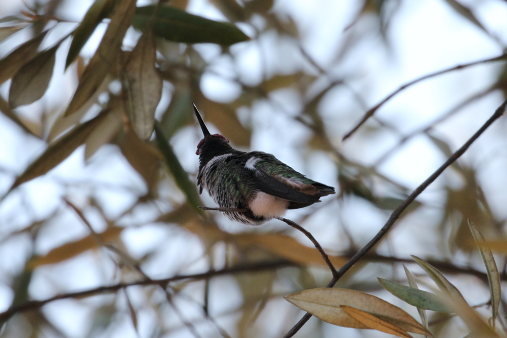 アンナハチドリ （Anna's Hummingbird）