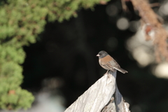 Oregonjunco