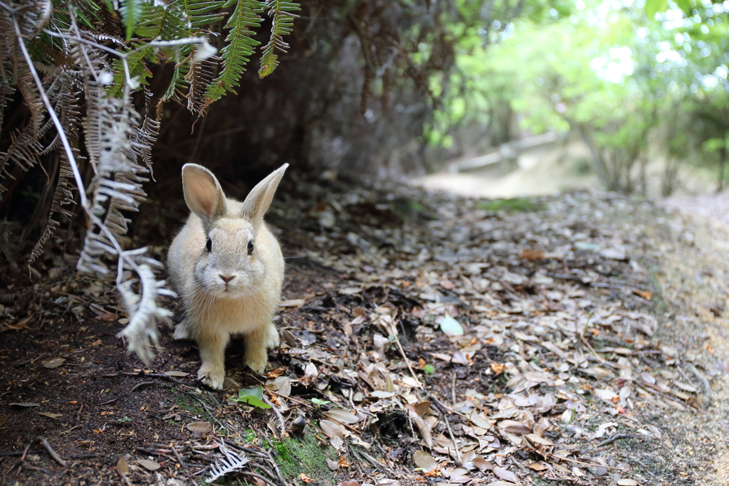 うさぎ島