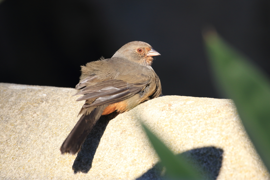 California towhee