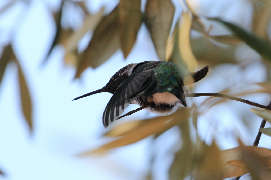 アンナハチドリ （Anna's Hummingbird）