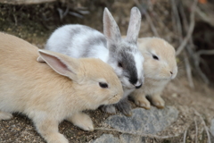 うさぎ島