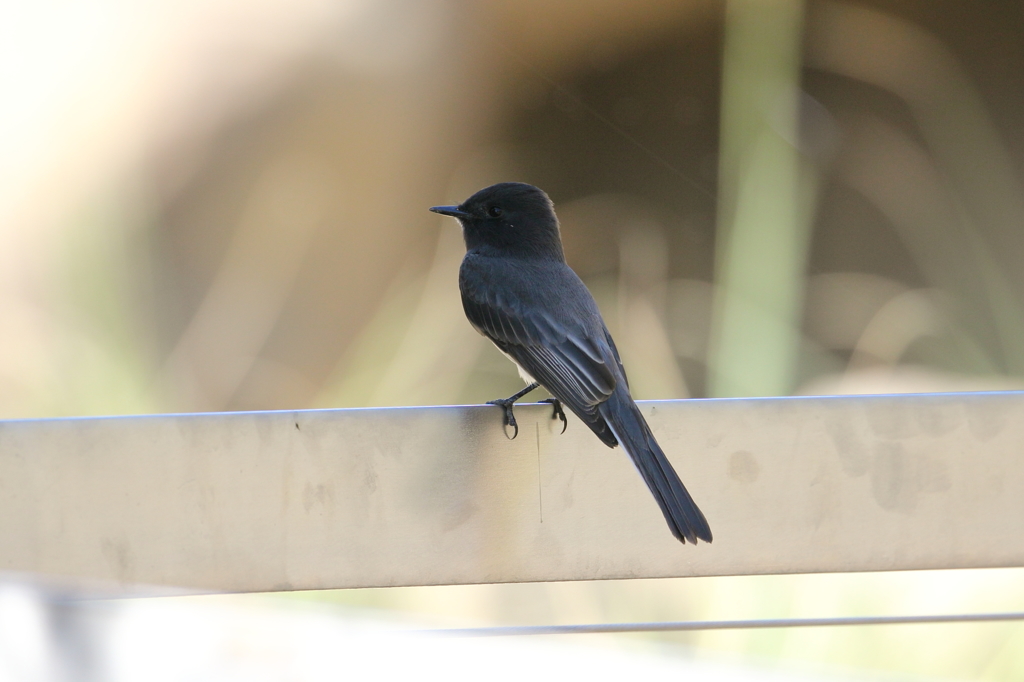 クロツキヒメハエトリ （Black Phoebe）