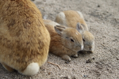 うさぎ島