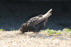 ホシムクドリ