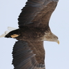 4G8A4517
