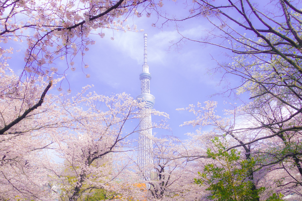 桜とスカイツリー。